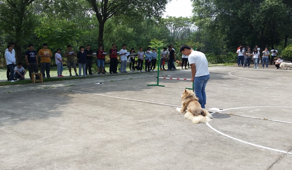 犬语者宠物训导馆市场加盟前景如何？