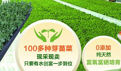 农村创业做什么好 菜立方芽苗菜加盟项目商机无限